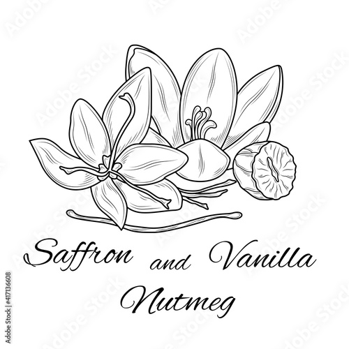 Saffron, nutmeg and vanilla. Sketch.Coloring. Illustration isolated on white background.Zen-tangle style.