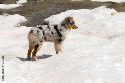 blue merle Australian shepherd dog runs and jump on the snow in colle del nivolet in piedmont in Italy photo