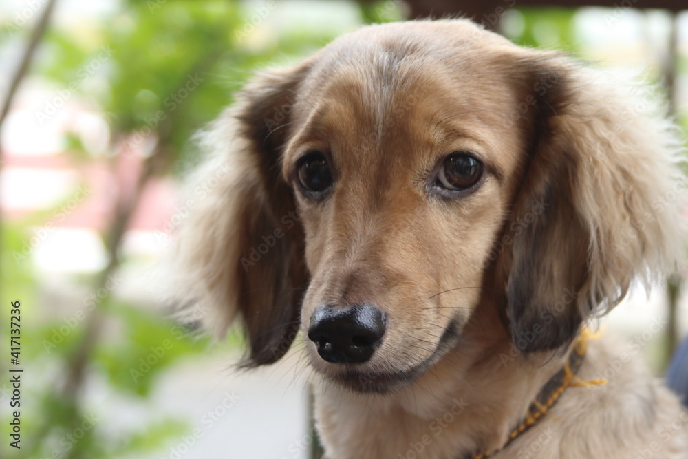 犬のポートレート 正面 犬のポートレート 正面