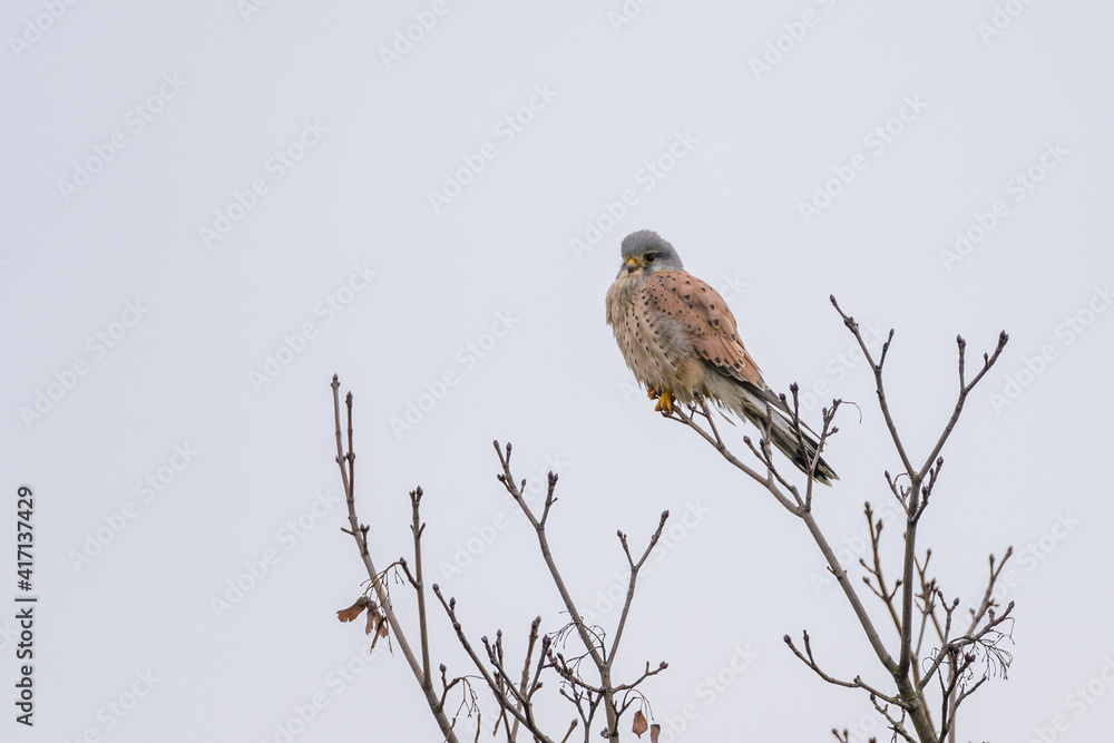 Common Kestrel (Falco tinnunculus) resting on a tree watching out for prey in winter time Common Kestrel (Falco tinnunculus) resting on a tree watching out for prey in winter time
