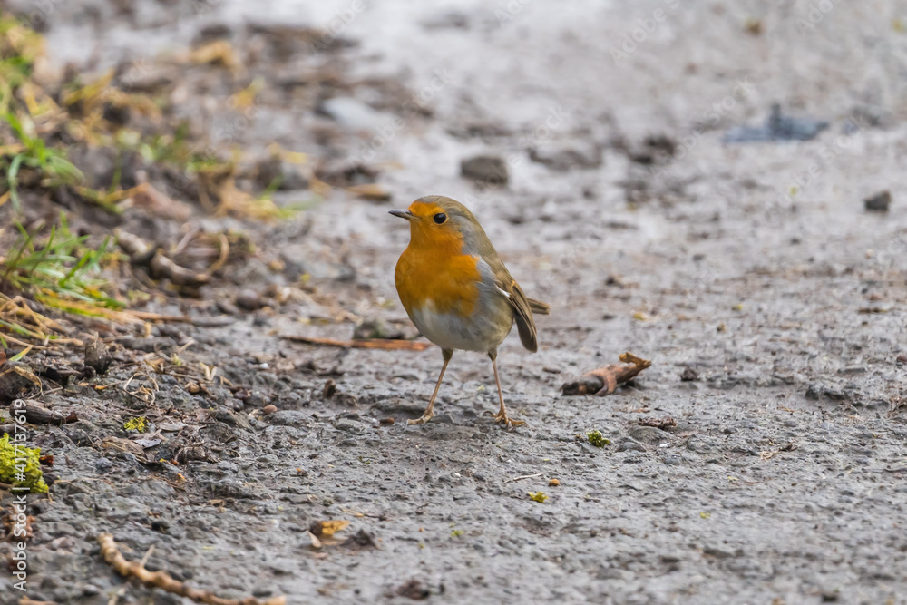 Close up of red robin bird (Erithacus rubecula) in winter time Close up of red robin bird (Erithacus rubecula) in winter time