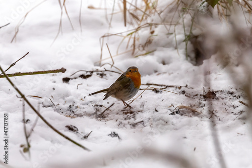 Close up of red robin bird   Erithacus rubecula  in winter time