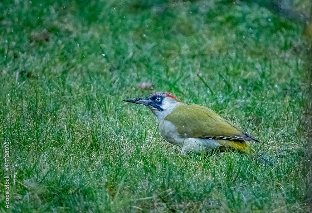 Male Green Woodpecker (Picus viridis) feeding on garden lawn Male Green Woodpecker (Picus viridis) feeding on garden lawn