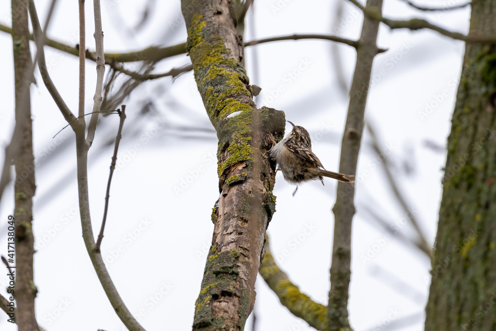 Eurasian common Treecreeper (Certhia familiaris)Single on Tree Trunk in winter time Eurasian common Treecreeper (Certhia familiaris)Single on Tree Trunk in winter time