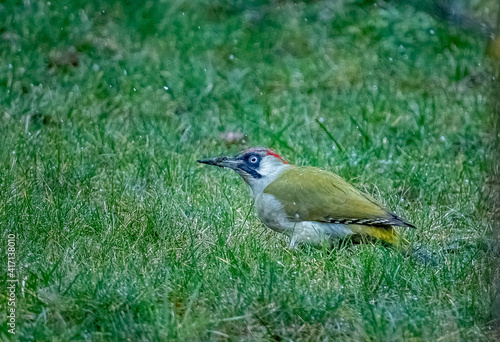 Male Green Woodpecker (Picus viridis) feeding on garden lawn