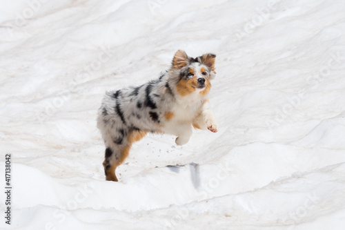 blue merle Australian shepherd dog runs and jump on the snow in colle del nivolet in piedmont in Italy photo