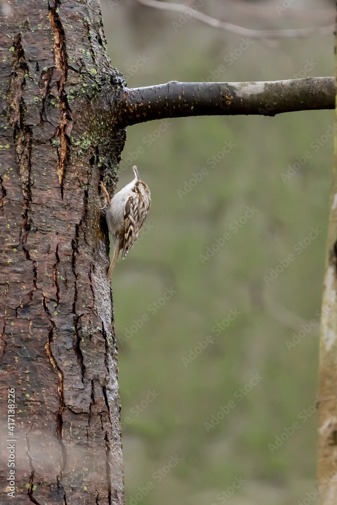 Eurasian common Treecreeper (Certhia familiaris)Single on Tree Trunk in winter time Eurasian common Treecreeper (Certhia familiaris)Single on Tree Trunk in winter time
