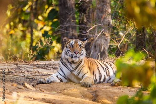Bengal Tiger resting after spending time at a waterhole in India