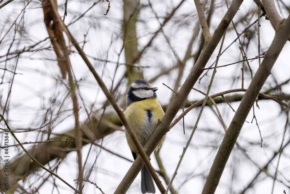 Fototapeta premium Blue Tit, Parus, caeruleus, sitting on a tree branch in winter time