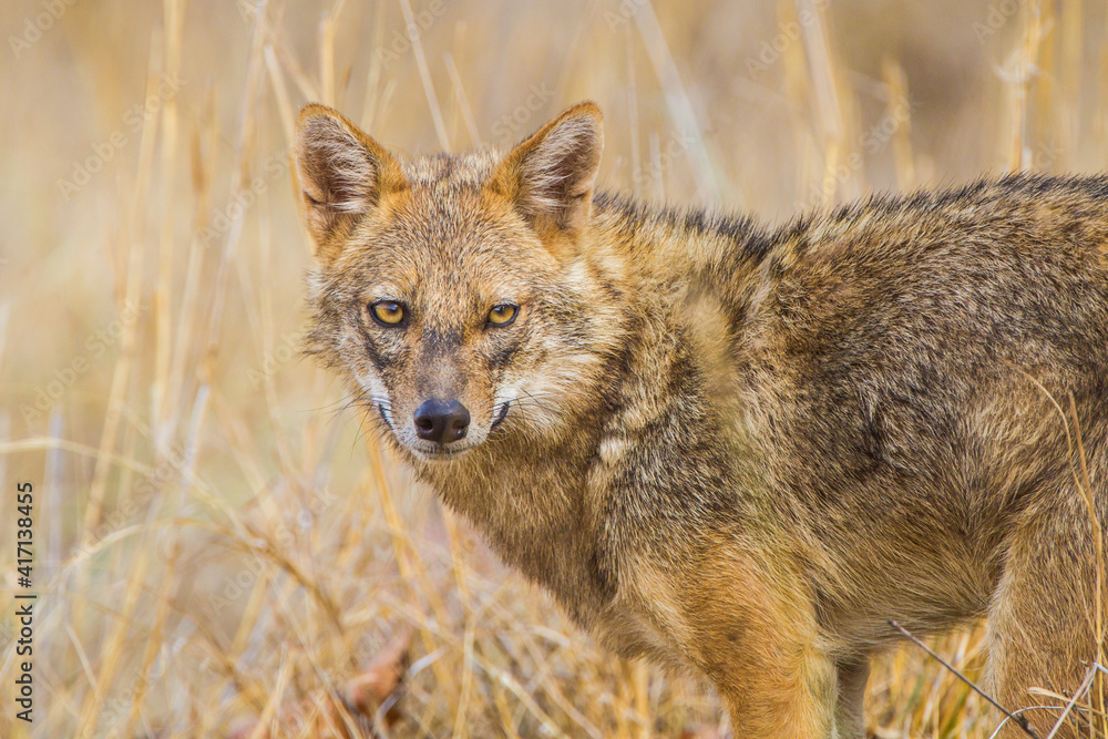 Golden jackal rushes across the road to keep clear of the traffic Golden jackal rushes across the road to keep clear of the traffic