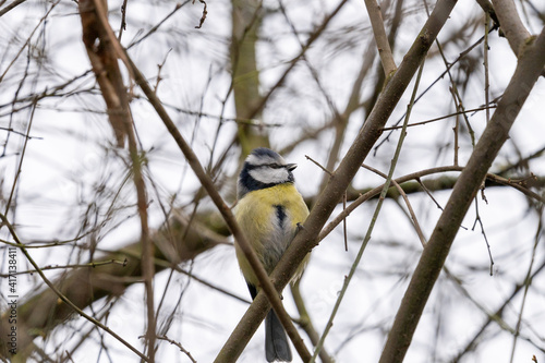Blue Tit, Parus, caeruleus, sitting on a tree branch in winter time © Alexander