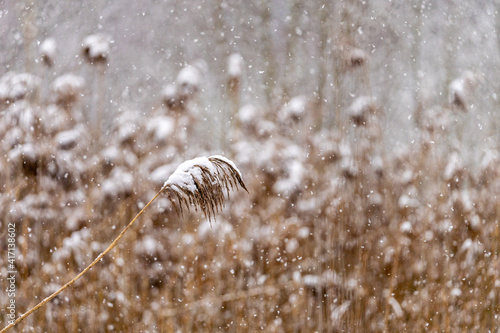 Winter landscape of woods and reed at a river covered with ice and snow