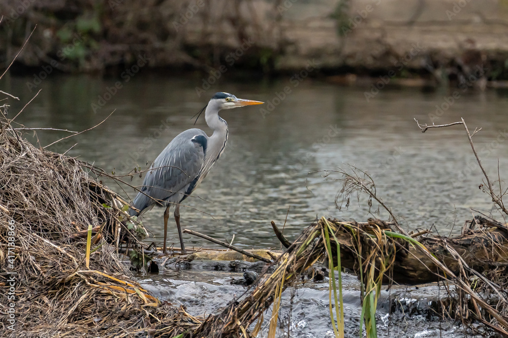 grey heron at the nidda river bank grey heron at the nidda river bank