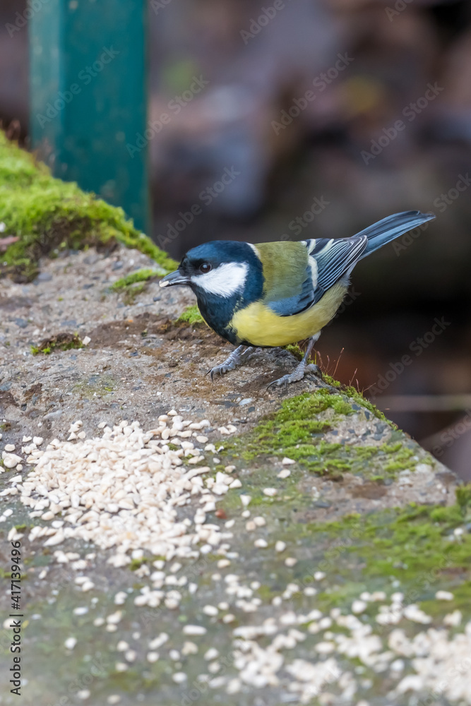 Coal tit (Periparus ater) on mossy log in winter time Coal tit (Periparus ater) on mossy log in winter time