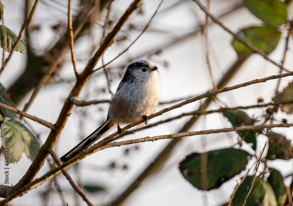 Long tail tit close up on branch Long tail tit close up on branch