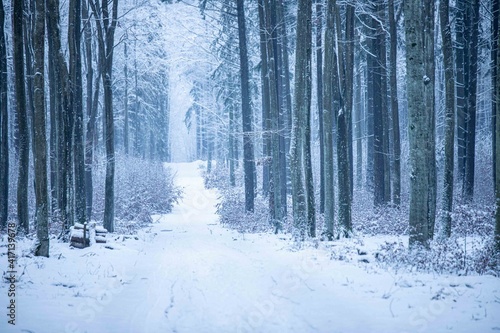 Zimowy spacer 2020 © Tomasz