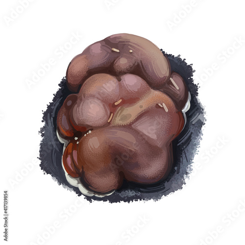 Rhizina undulata, doughnut fungus or pine firefungus mushroom closeup digital art illustration. Boletus has brown fruit body. Mushrooming season, plant of gathering plants growing in wood and forest photo