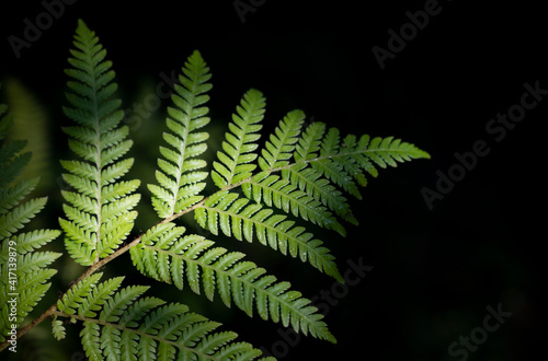 Green fern leaves in the forest on dark backgrounds with copy space for text.
