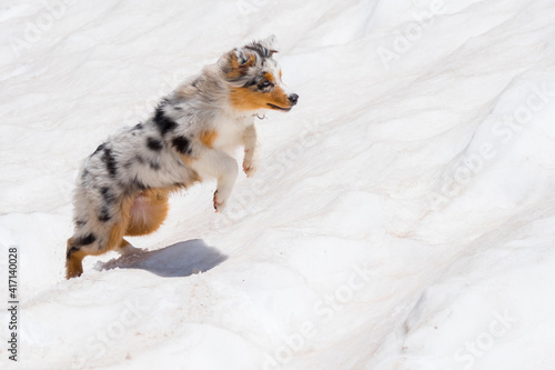 blue merle Australian shepherd dog runs and jump on the snow in colle del nivolet in piedmont in Italy photo