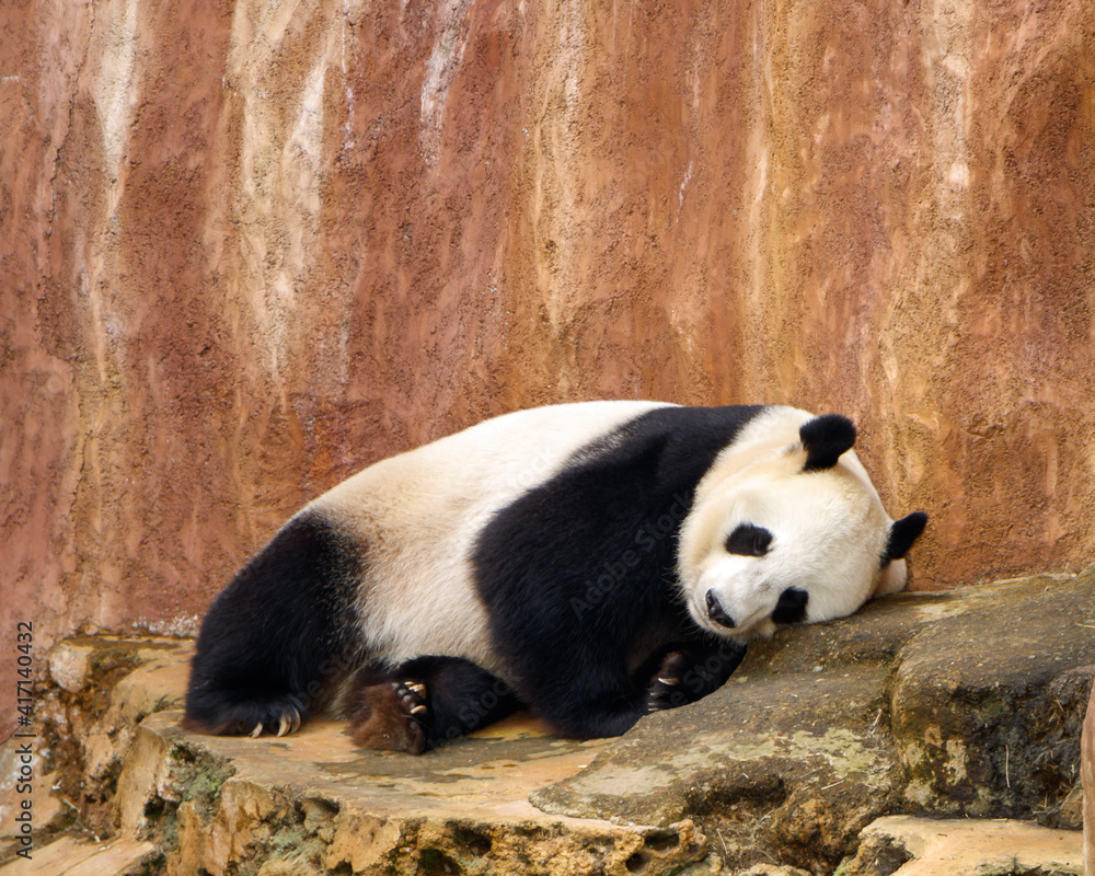 Naklejka premium A giant panda (Ailuropoda melanoleuca) also needs a nap.
