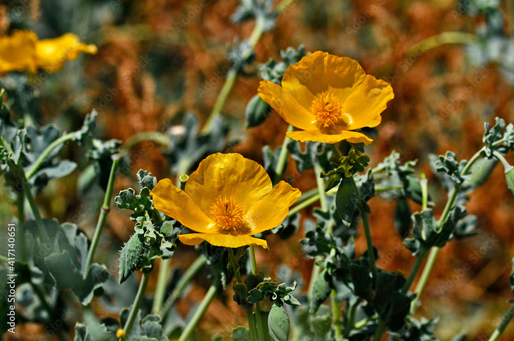 Close up of Glaucium flavum growing wild Close up of Glaucium flavum growing wild