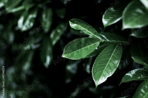 green leaves