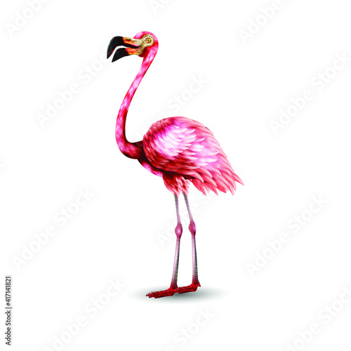 Flamingo Bird Illustration