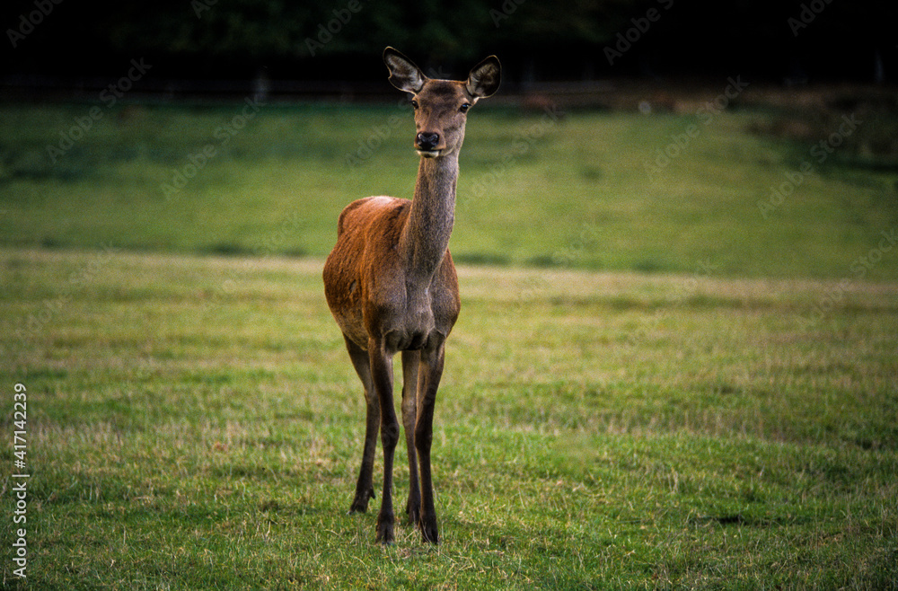 Cerf élaphe, cervus elaphus Cerf élaphe, cervus elaphus