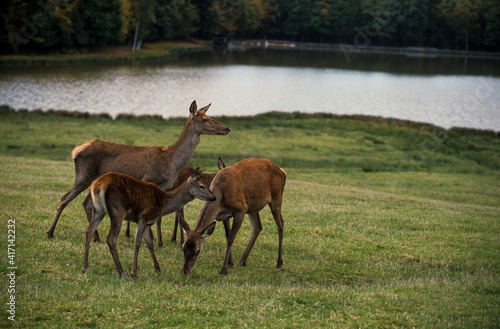 Cerf élaphe, cervus elaphus