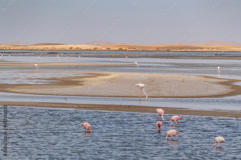 Group of pink flamingos at the lagoon in Walvis Bay, the atlantic coast of Namibia