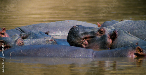 Hippopotame, Hippopotamus amphibius, Tanzanie