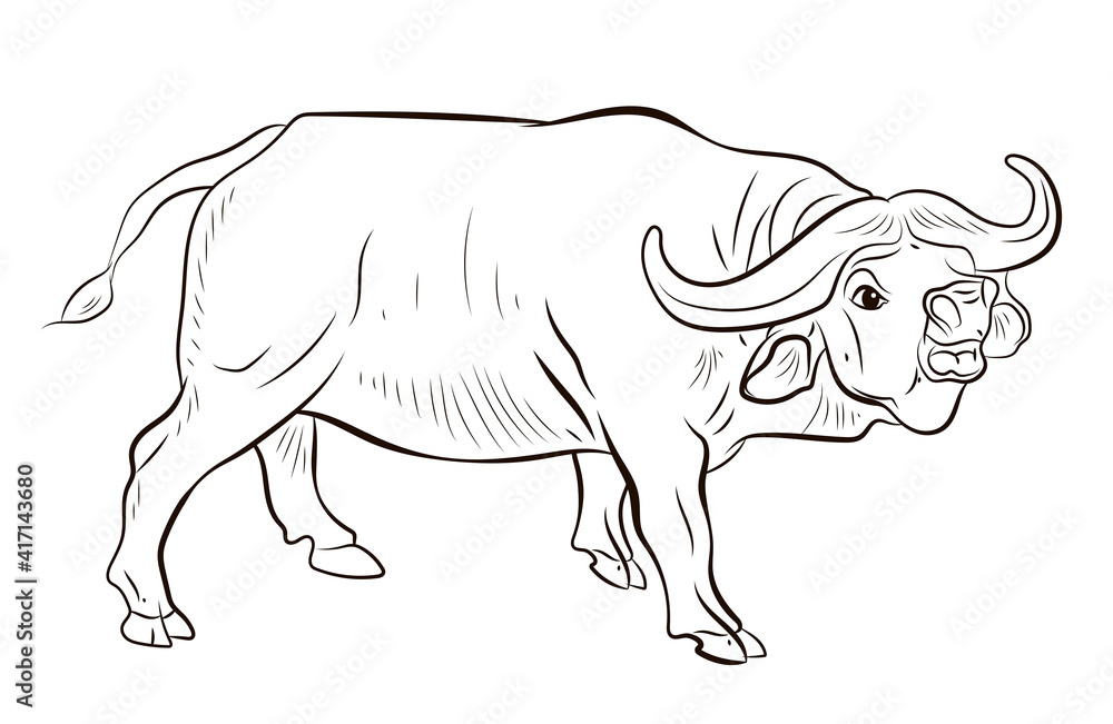 Obraz premium Image of a buffalo for coloring with paints and colored pencils.Symbol of the year 2021. Large wild animal buffalo, black and white image.