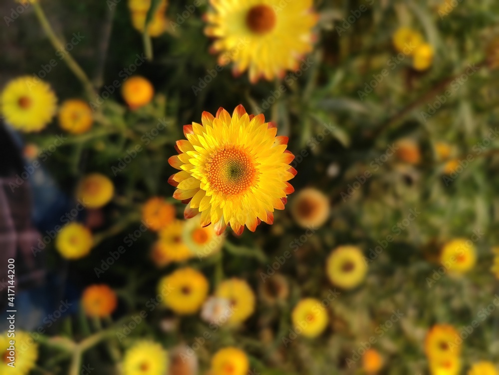 Obraz premium field of sunflowers