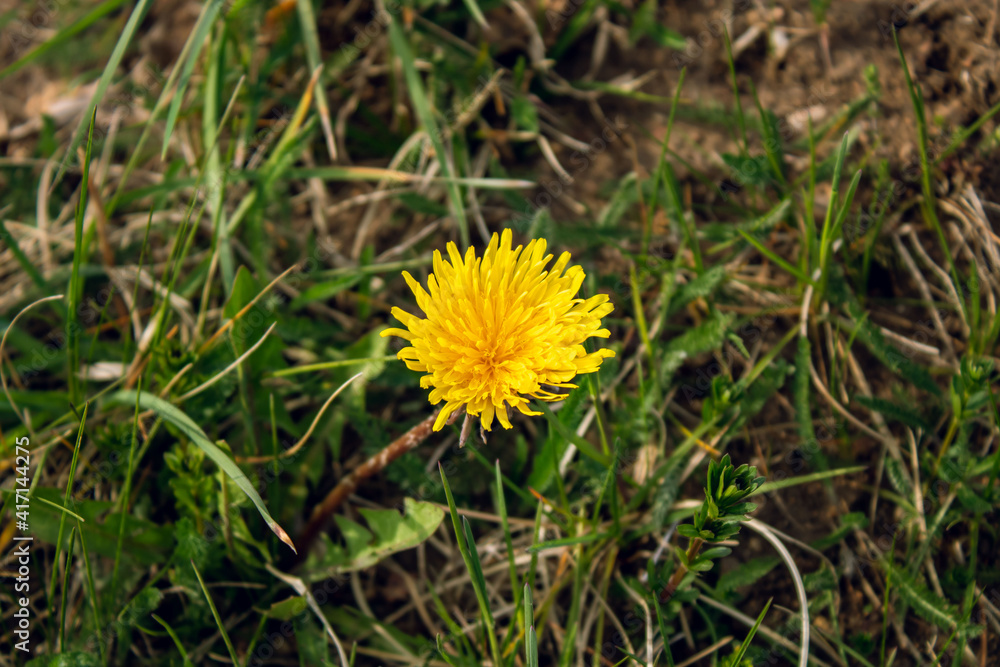 Bright yellow dandelion flower among green succulent grass. Wild flower Bright yellow dandelion flower among green succulent grass. Wild flower