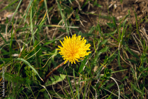 Wallpaper Mural Bright yellow dandelion flower among green succulent grass. Wild flower Torontodigital.ca