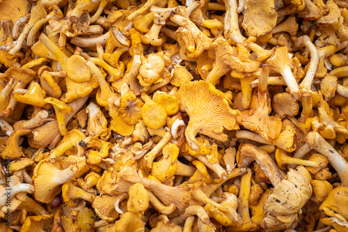 Mushroom background. Texture is composed of yellow chanterelles. Background of yellow shade on theme of mushrooms. Concept - organic mushrooms. Growing and collecting mushrooms. Growing chanterelles