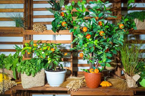 Indoor plants with fruits. ...