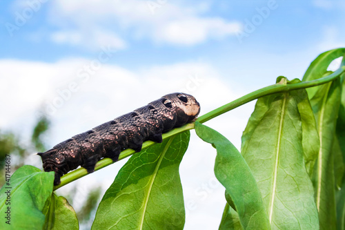 Larva of elephant hawk moth  Deilephila elpenor  closeup