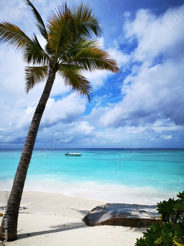 Palm tree on a tropical beach in the Maldives  Thulhagiri Island 