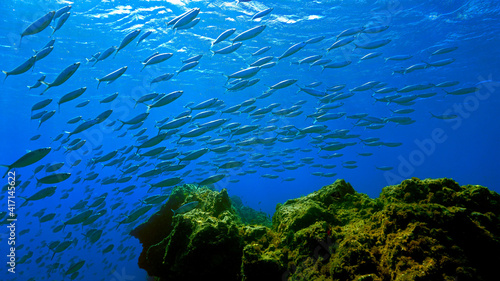 Schooling fish landscape
