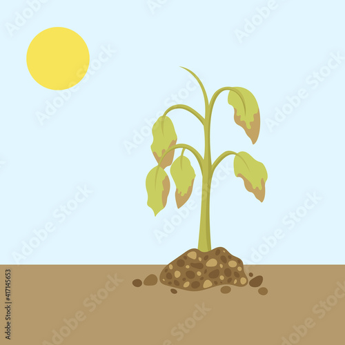 Dying plant. Dry plant. Vector illustration