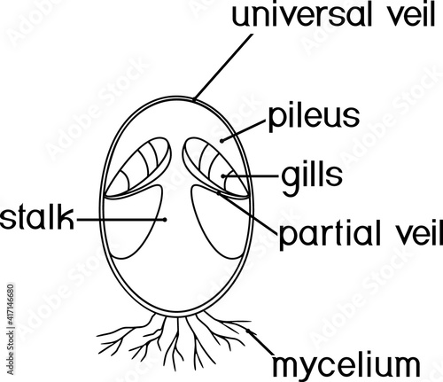 Coloring page with internal structure of immature egg stage of fruiting body of Fly agaric (Amanita muscaria) mushroom with titles