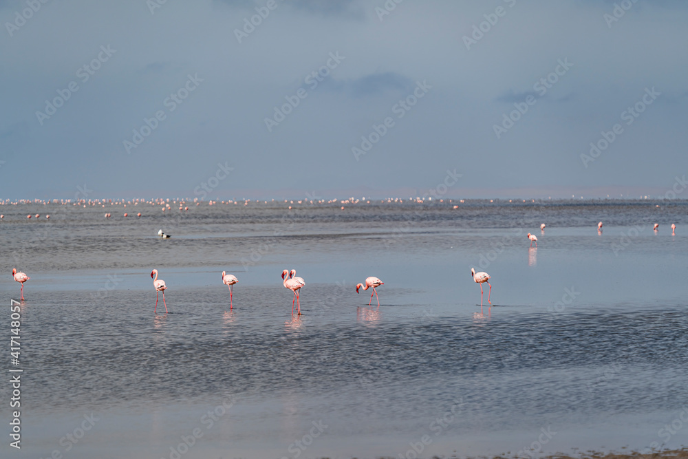 Group of pink flamingos at the lagoon in Walvis Bay, the atlantic coast of Namibia