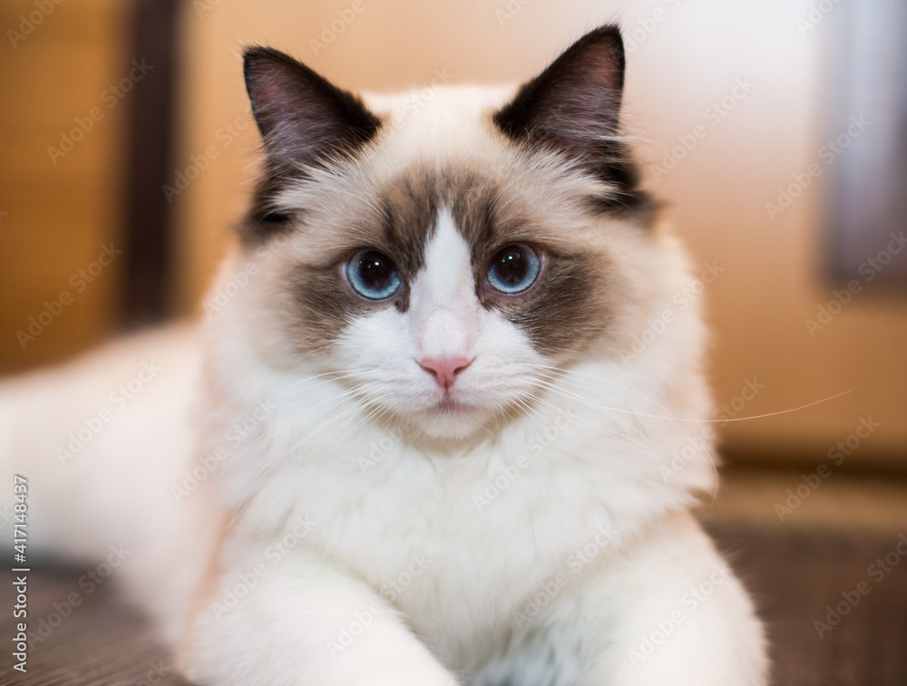 Beautiful young white purebred Ragdoll cat with blue eyes Beautiful young white purebred Ragdoll cat with blue eyes