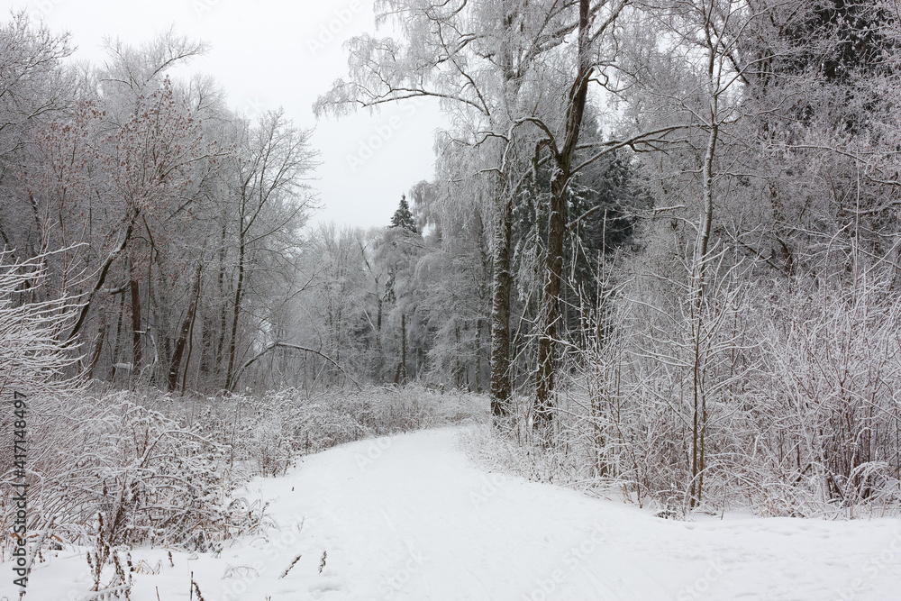 Along the winter forest road, branches of trees and dry grass are covered with freshly fallen fluffy snow. Winter landscape. Along the winter forest road, branches of trees and dry grass are covered with freshly fallen fluffy snow. Winter landscape.