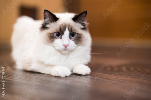Beautiful young white purebred Ragdoll cat with blue eyes © Peredniankina