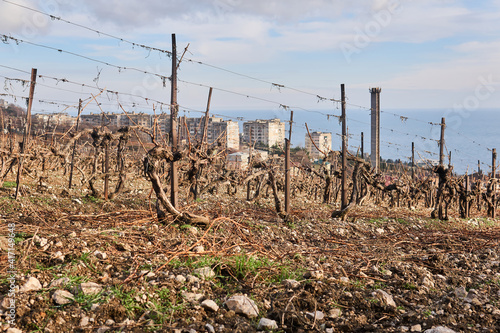 dry winter pruned vines in the vineyard against the backdrop of coastal town photo