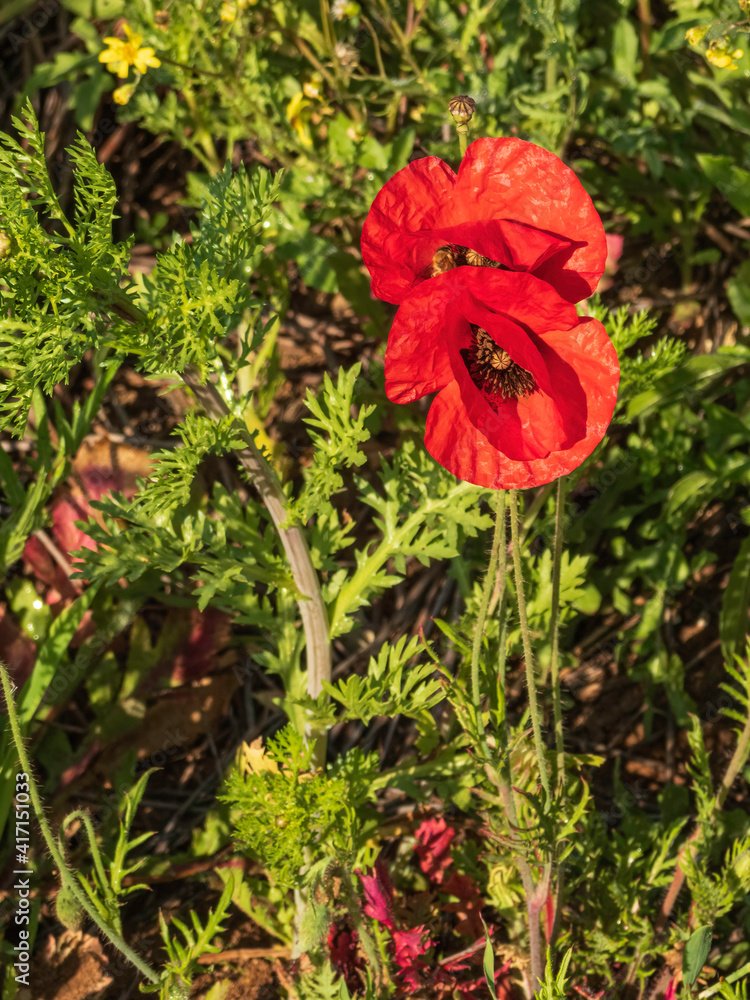 Red flowering poppies in a meadow Red flowering poppies in a meadow