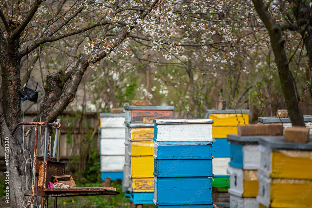 Blossoming garden with apiary. Bees spring under the flowering trees of apple trees. Red tulips on the background of hives. Blossoming garden with apiary. Bees spring under the flowering trees of apple trees. Red tulips on the background of hives.