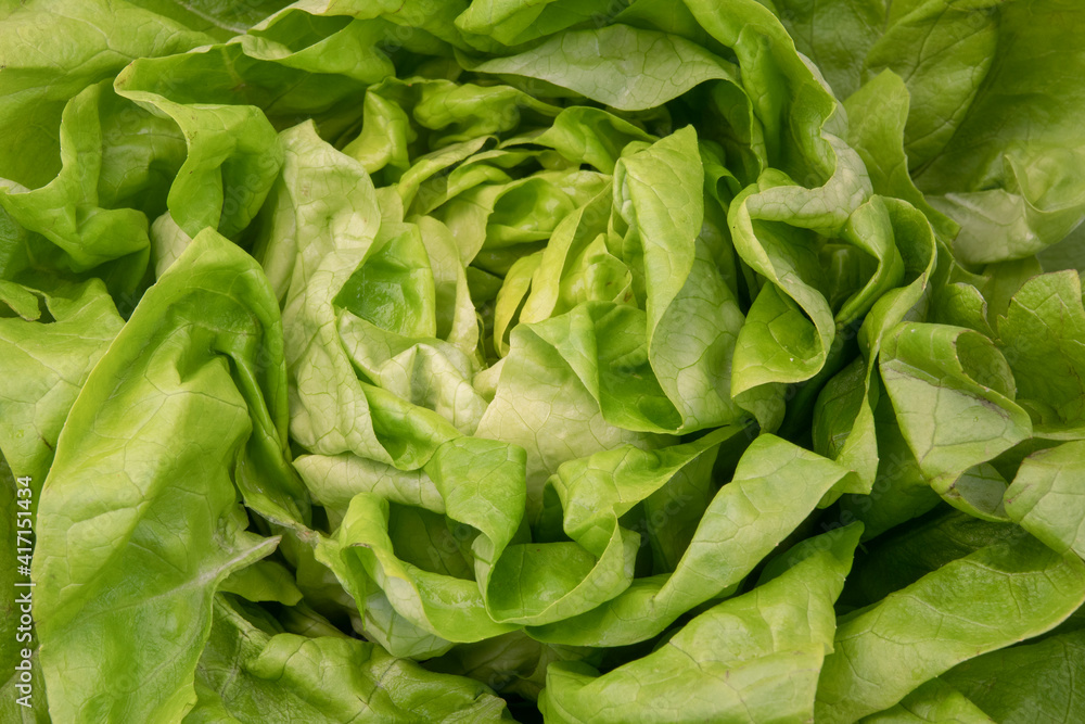Lettuce Lettuce